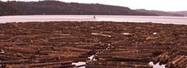 sinker logs recovered reclaimed wood